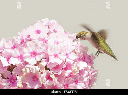 I capretti maschio alimentazione Hummingbird in rosa Phlox fiorisce con sfondo grigio Foto Stock