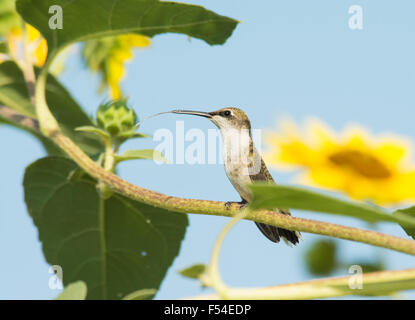 Femmina di Ruby-throated Hummingbird in appoggio su un selvaggio Ramo di Girasoli Foto Stock