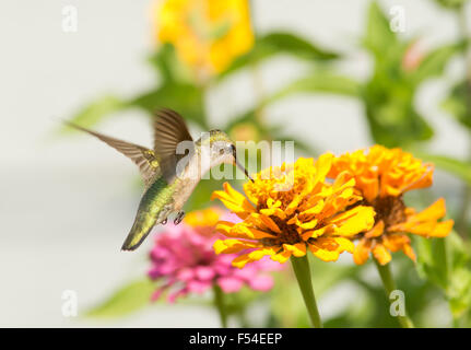 Femmina di Ruby-throated Hummingbird alimentazione su un fiore di arancia nel giardino estivo Foto Stock