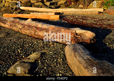 Driftwood lungo la riva Foto Stock