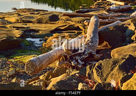 Driftwood lungo la riva sull'Isola di Vancouver fotografato nella luce del mattino. Foto Stock