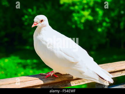 Il piccione bianco seduto sul recinto nel giorno di estate Foto Stock