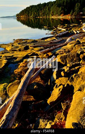 Un'immagine verticale della costa rocciosa di Vancouver Island in Early Morning Light Foto Stock
