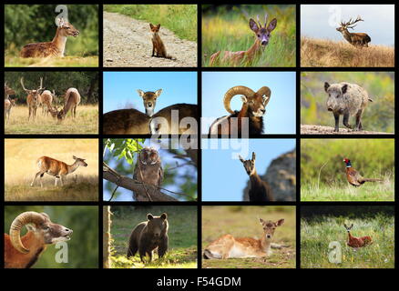 Raccolta di vita selvatica immagini, selvaggina Foto Stock