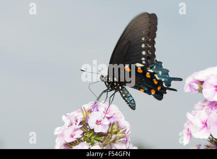 Pipevine coda forcuta farfalla sulla rosa Phlox fiorisce in estate la luce del sole Foto Stock