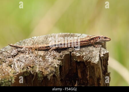 Lucertola vivipara crogiolarsi sul tronco di albero ( Zootoca vivipara ) Foto Stock