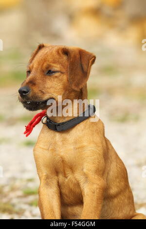 Vizsla grazioso cucciolo marrone in piedi sopra al di fuori della messa a fuoco lo sfondo Foto Stock