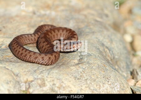 I capretti sommatore comune ( Vipera berus ) crogiolarvi al sole su una pietra Foto Stock