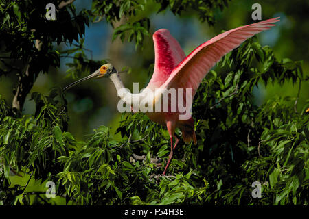 Roseate Spoonbill, Jefferson Island Foto Stock