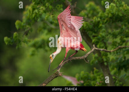 Roseate Spoonbill Foto Stock