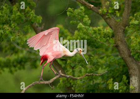 Roseate Spoonbill Foto Stock