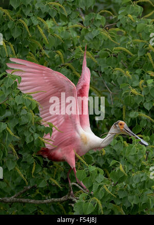 Roseate Spoonbill raccolta di materiale di nesting Foto Stock