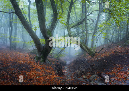Sentiero attraverso un misterioso vecchio foresta nella nebbia. In autunno la mattina in Crimea. Magica atmosfera. Fairytale Foto Stock