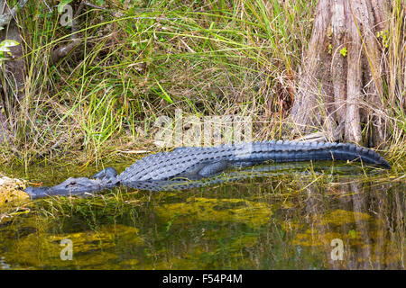 Il coccodrillo americano dal cipresso calvo tree e Turner fiume dal sentiero Tamiami per voli in Everglades della Florida, Stati Uniti d'America Foto Stock