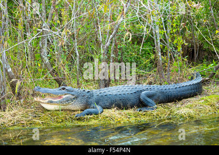 Il coccodrillo americano con la bocca aperta che mostra i suoi denti crogiolarsi da Turner fiume da Tamiami per voli di prova, le Everglades della Florida, Stati Uniti d'America Foto Stock