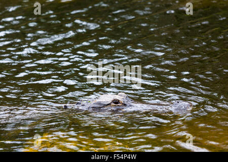 Il coccodrillo americano nuotare nel fiume in Everglades della Florida, Stati Uniti d'America Foto Stock