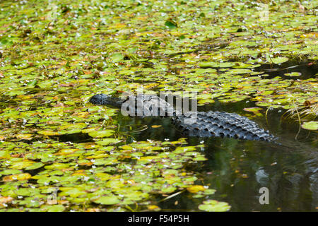 Il coccodrillo americano di nuoto tra ninfee in palude in Everglades della Florida, Stati Uniti d'America Foto Stock