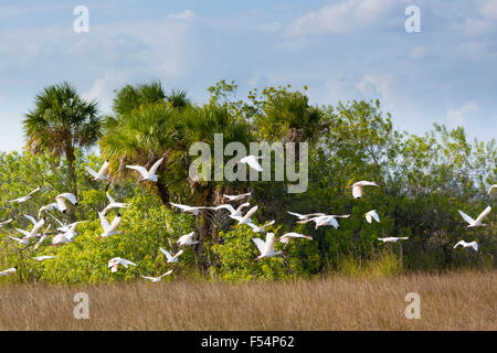 Gregge di airone bianco maggiore - Ardea alba, legno Stork - Mycteria americana, uccelli in volo su zone umide in Everglades della Florida, Stati Uniti d'America