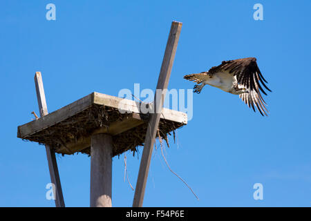 Osprey, Pandion haliaetus, decollare e volare dal nido di uccelli su Captiva Island in Florida, Stati Uniti d'America Foto Stock