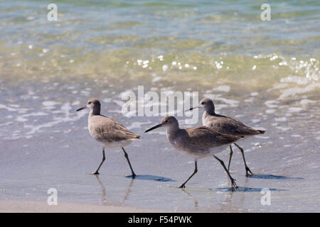 Gruppo di Willet, Tringa semipalmata, uccelli costieri, wading sulla spiaggia litorale a Captiva Island, Florida USA Foto Stock