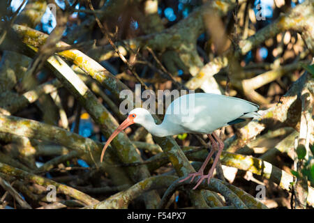 Americano bianco Ibis, Eudocimus albus, trampolieri, su Captiva Island, Florida USA Foto Stock