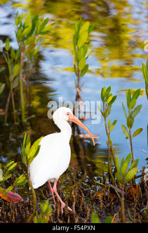 Americano bianco Ibis, Eudocimus albus, trampolieri con lunghi curvi, bill in zone umide in Captiva Island, Florida USA Foto Stock