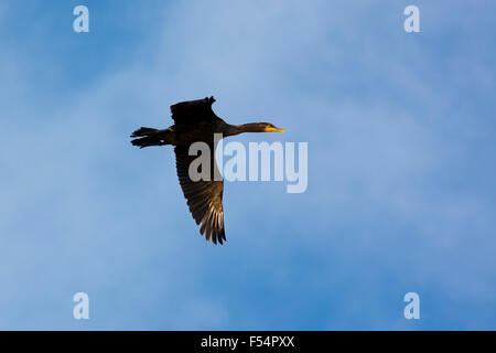 Nero doppio-crestato, cormorano Phalacrocorax auritus, ampia apertura alare soaring in volo, Captiva Island, Florida USA Foto Stock