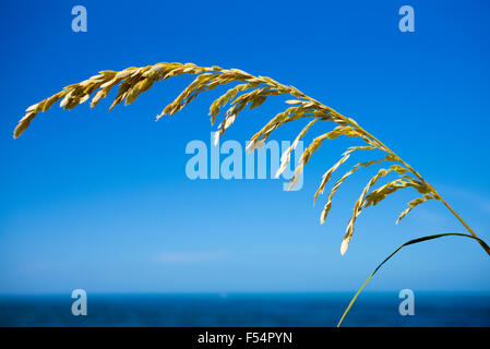 Mare costiero di avena, Uniola paniculata, pianta che cresce su Captiva Island in Florida, Stati Uniti d'America Foto Stock