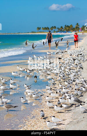 I turisti a passeggio tra uccelli limicoli e trampolieri - Schiumatoi, Willets, sterne - sul litorale della costa di Captiva Island, Florida, Stati Uniti d'America Foto Stock