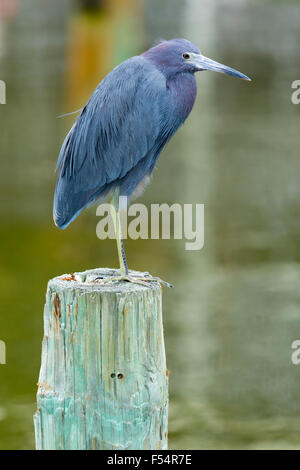 Piccolo airone cenerino, Egretta caerulea, trampolieri in piedi su un piede su un palo a Captiva Island, Florida, Stati Uniti d'America Foto Stock