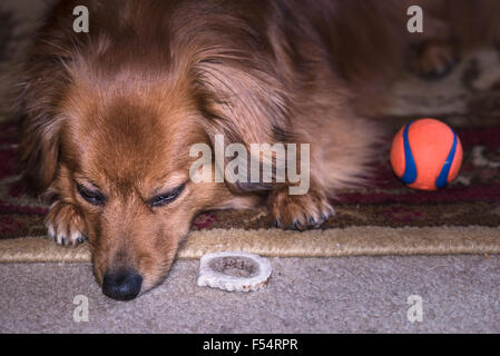 Cute cane ma triste di fronte, o forse semplicemente stanco... accanto alla sua sfera di preferiti. Foto Stock