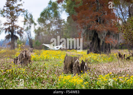 Airone bianco maggiore uccello che vola da cipresso calvo alberi e margherite in Atchafalaya Swamp National Wildlife Reserve, Louisiana USA Foto Stock