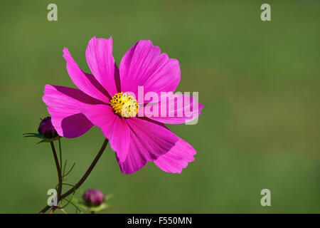 Rosa luminoso Cosmo fiore contro lo sfondo di colore verde Foto Stock