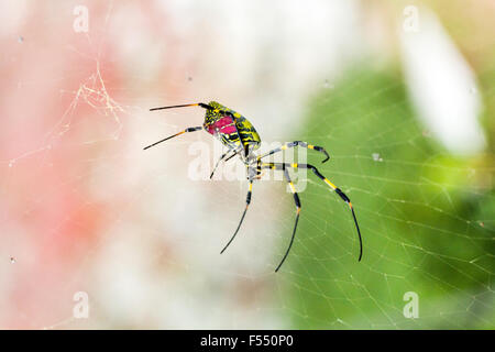 Giappone. Grande giallo & ragno rosso. Tetragnathidae, Nephila clavata, Joro spider dal Golden orb-web spider gruppo. Close up, femmina, in piedi nel web. Foto Stock