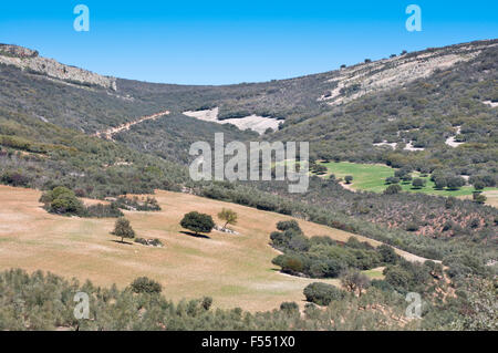 Foresta mediterranea oltre le montagne di quarzite. Foto Stock