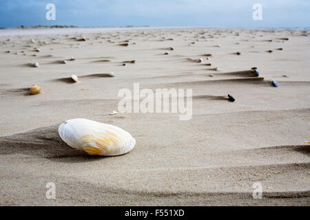 DEU, Germania, Schleswig-Holstein, Mare del Nord, Amrum island, conchiglie sulla spiaggia Kniepsand vicino a Norddorf. DEU, Deutschland, Schl Foto Stock