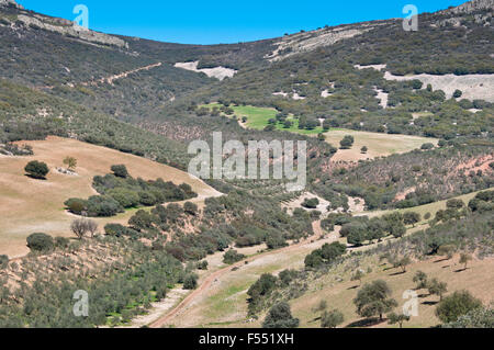 Foresta mediterranea oltre le montagne di quarzite Foto Stock