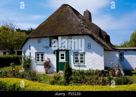 DEU, Germania, Schleswig-Holstein, Mare del Nord, Amrum island, il frisone casa in Nebel. DEU, Deutschland, Schleswig-Holstein, Nords Foto Stock