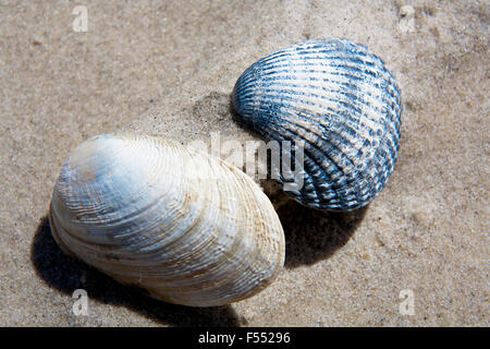 DEU, Germania, Schleswig-Holstein, Mare del Nord, Amrum island, conchiglie sulla spiaggia vicino Kniepsand Sueddorf. DEU, Deutschland, Schl Foto Stock