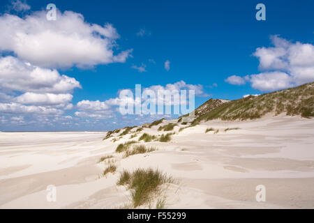 DEU, Germania, Schleswig-Holstein, Mare del Nord, Amrum island, presso la spiaggia Kniepsand in Sueddorf. DEU, Deutschland, Schleswig-Hol Foto Stock