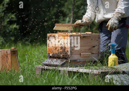 Sezione mediana della spazzolatura apicoltore api da hive presso l'azienda Foto Stock