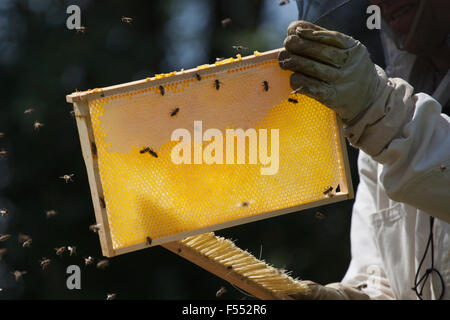 Sezione mediana della spazzolatura apicoltore api da hive presso l'azienda Foto Stock