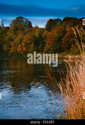 La pesca del salmone sul Tweed in 'backend' sull'inglese frontiera scozzese a Norham e Ladykirk Foto Stock