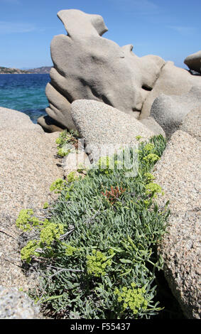 Eolie paesaggio di granito & rock samphire Palau Sardegna Italia Foto Stock