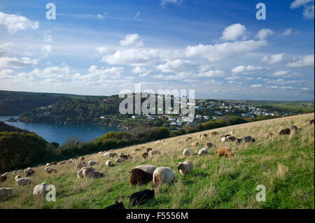 Pecore al pascolo a 'Villaggio Farm" East Portlemouth, South Devon, Regno Unito Foto Stock