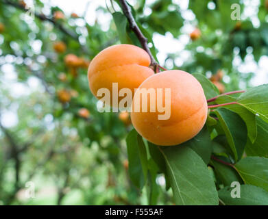 Due le albicocche maturazione sull'albero. Due quasi mature e frutti di albicocche appesi ad un ramo frondoso. Foto Stock