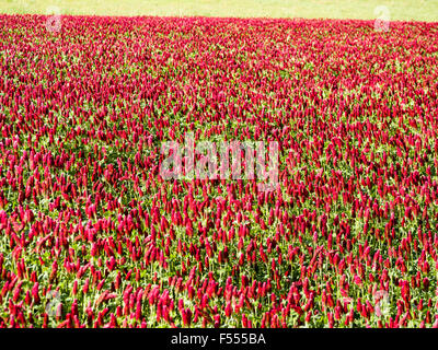 Trifoglio di cremisi nel campo della Loira. Il luminoso rosso dei fiori di trifoglio di cremisi in un coltivatore del campo. Foto Stock