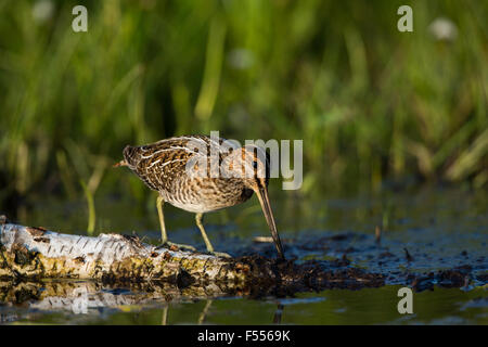 Gallinago delicata Foto Stock