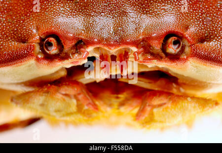 Commestibile intero / Marrone / Cromer Crab - primo piano della faccia Foto Stock