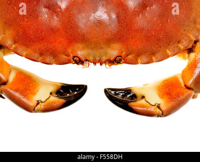 Commestibile intero / Marrone / Cromer Crab - closeup di artigli Foto Stock